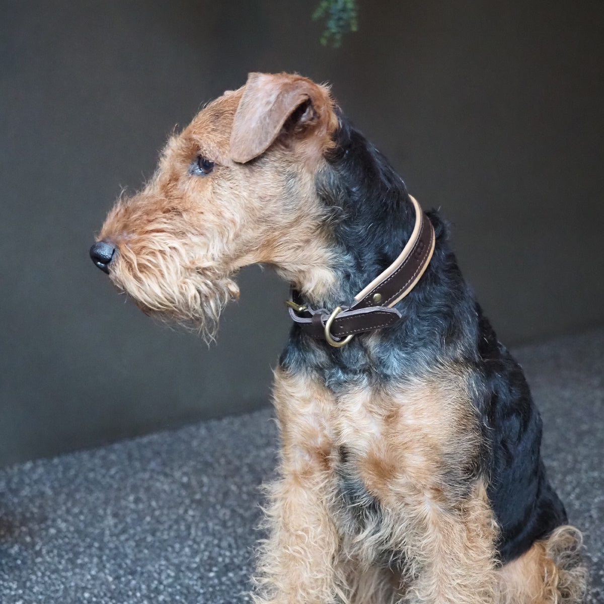 Hundehalsbånd i brunt skinn med grønn metallic detaljer - medium